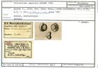Karteikarte zum Holotyp von Triloculina angulata Karrer, 1867